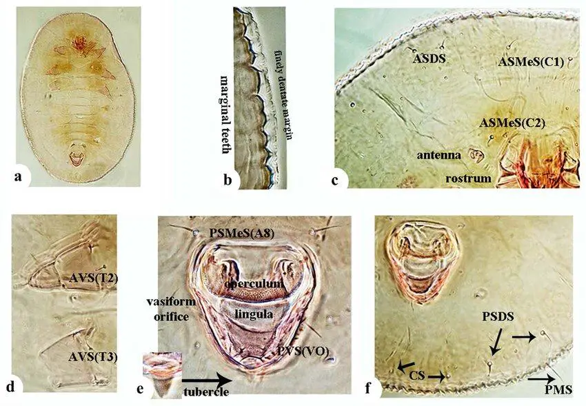 Bakerius-colombianus-stage-2-nymph-a-pale-habitus-b-dentate-margin-and-submargin.png