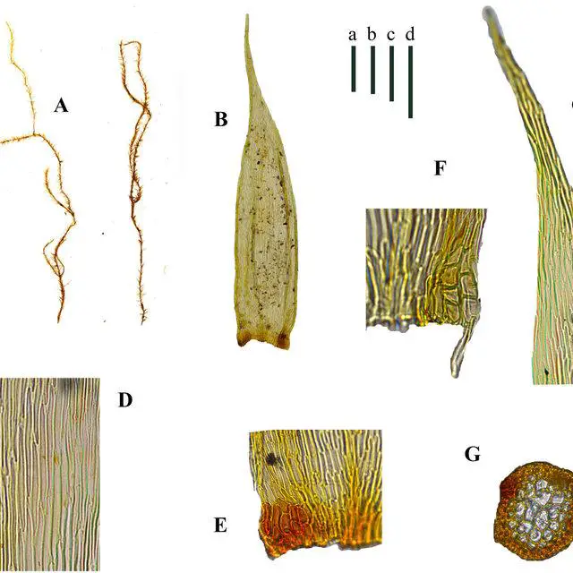 Barbellopsis-conferva-MuellHal-YJia-NRGaowa-combnov-A-Plants-B-Leaf-C_Q640.jpg