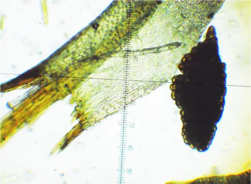 Barbula-crocea-Brid-F-Weber-D-Mohr-leaf-and-gemma-scale-by-8-m-photo-T.png