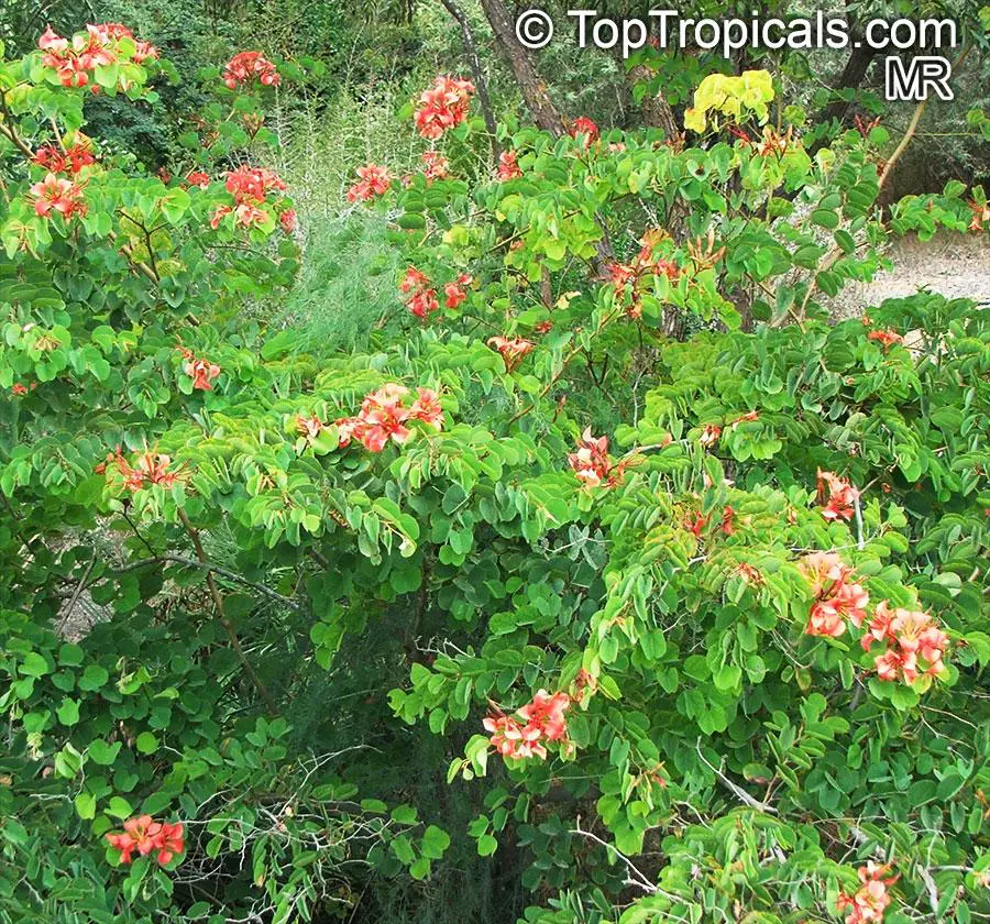 Bauhinia_galpinii3669.jpg