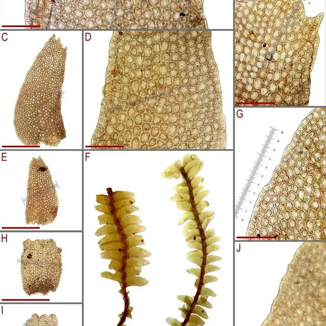 Bazzania-asperrima-Steph-from-G00069768-11169-A-D-papilla-of-the-leaf-middle-part_Q640.jpg