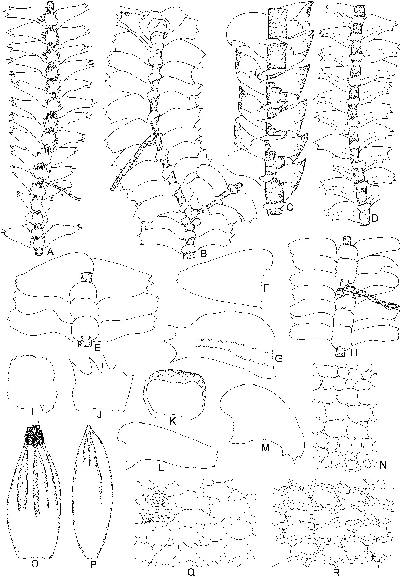 Bazzania-calcarata-Sande-Lac-Schiffn-A-Part-of-plant-ventral-view-R-Median-leaf.png