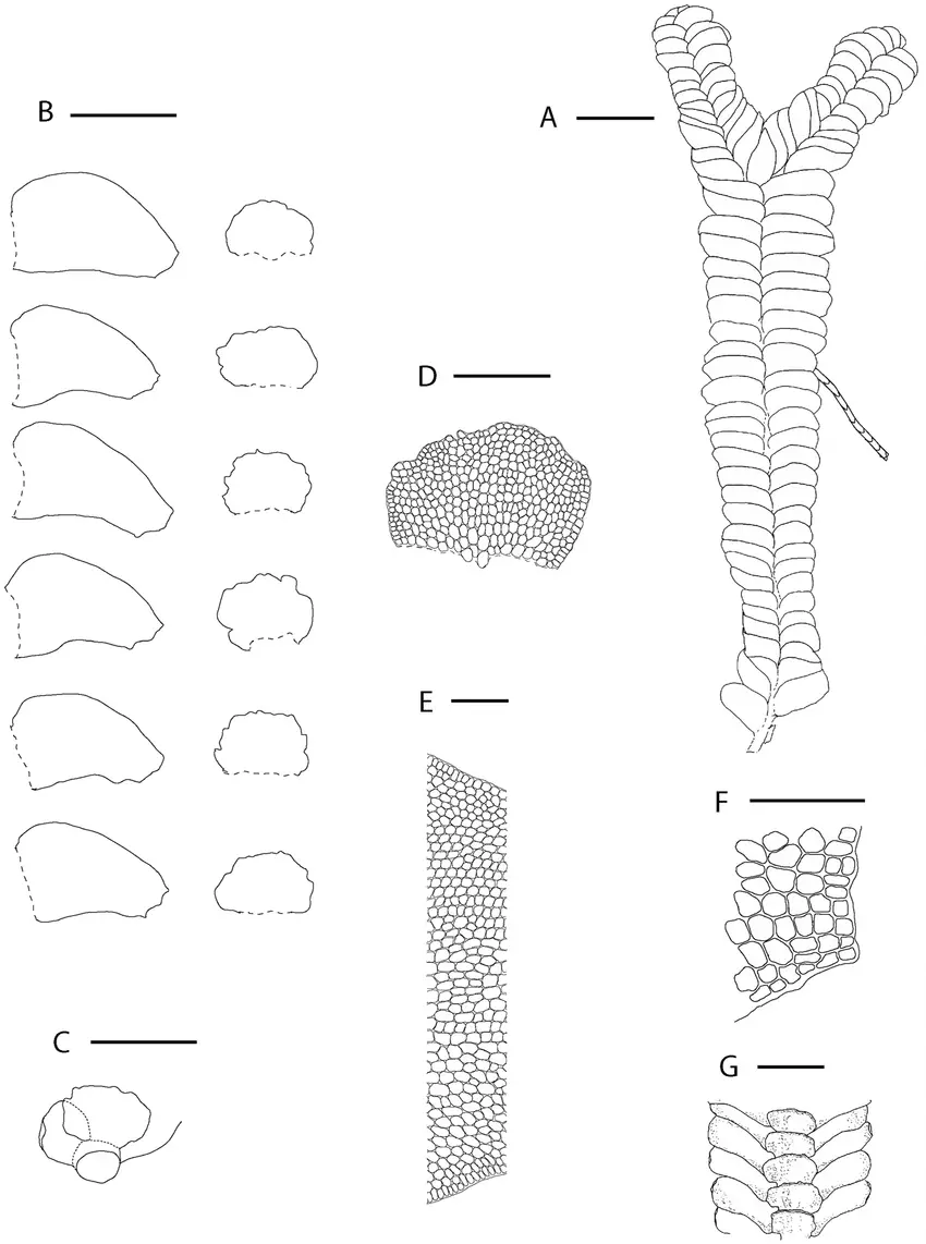 Bazzania-fasciculata-Steph-DMeagher-A-Dorsal-view-of-portion-of-plant-B-Leaves.png