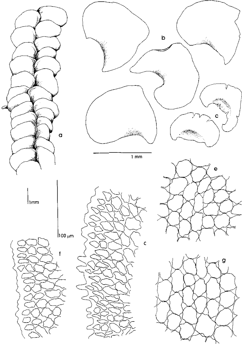 Bazzania-recurva-Mont-Trevis-from-Ridley-615-a-Habitb-Leaves-c.png