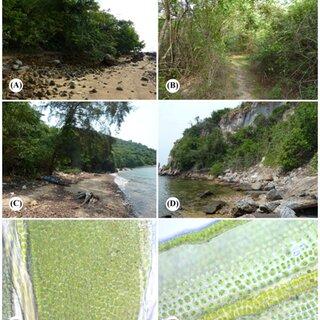 Beach-forests-in-Chonburi-Province-and-leaf-cell-papillae-in-some-mosses-found-in-the_Q320.jpg