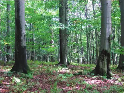 Beech-forest-the-most-frequent-habitat-of-Orthodicranum-tauricum-Poland-Boze-Oczko.png
