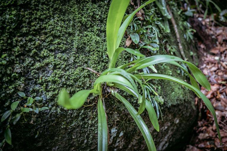 Berkat-lumut-sejumlah-anggrek-dapat-tumbuh-di-atas-batu-granit-di-sekitar-Bukit-Nenek-Pulau-Bangka.-Foto-Nopri-Ismi-Mongabay-Indonesia-768x512.jpg