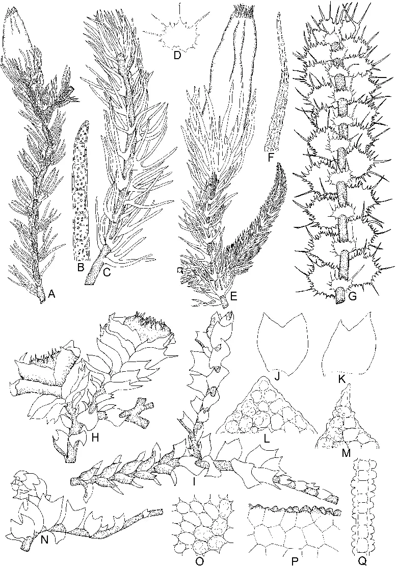 Blepharostoma-trichophyllum-L-Dumort-A-Female-plant-ventral-view-B-Part-of-leaf.png