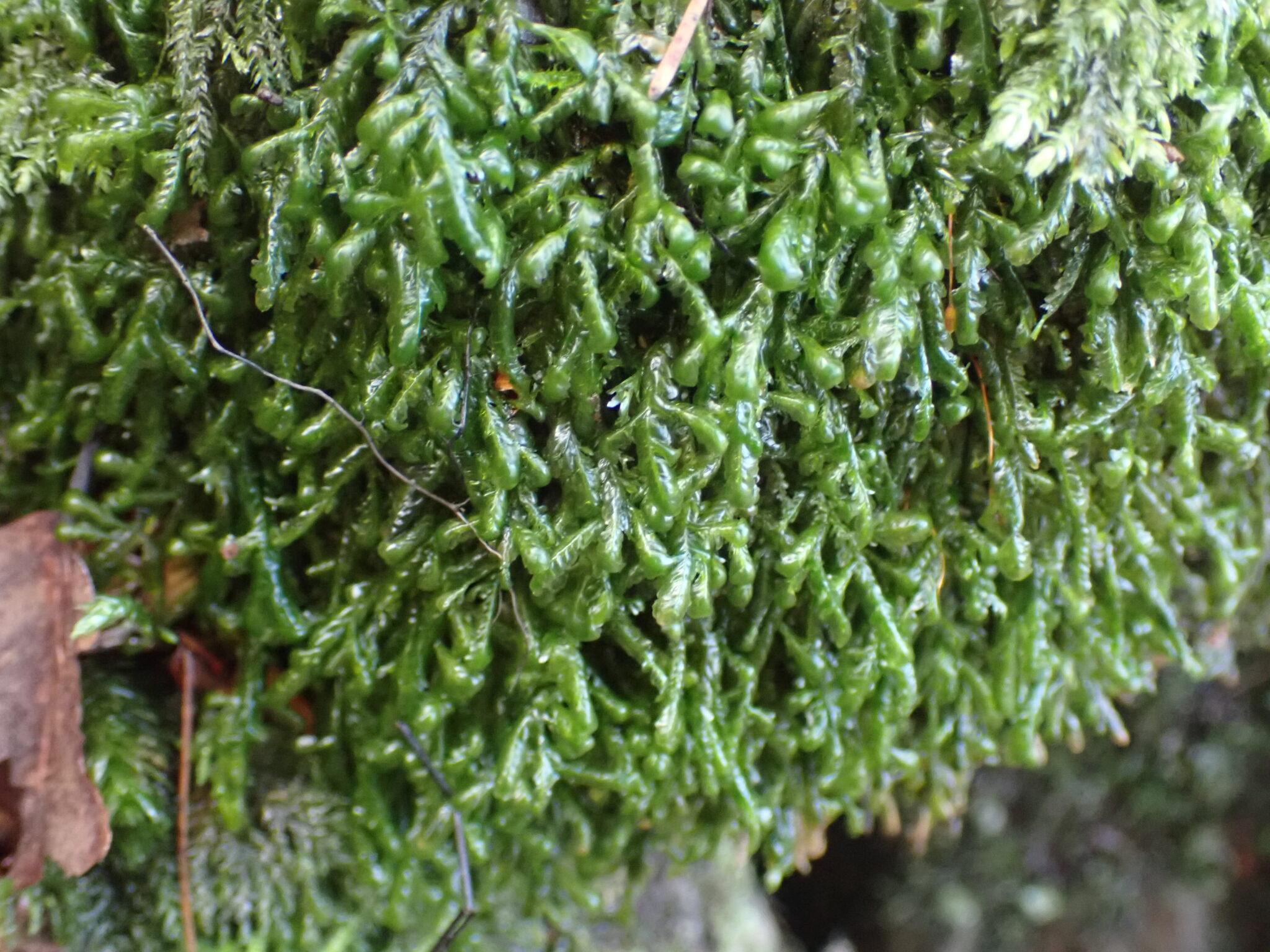 Blunt-Feather-moss-Homalia-trichomanoides-from-Allenbanks-Nature-Reserve-2048x1536.jpg