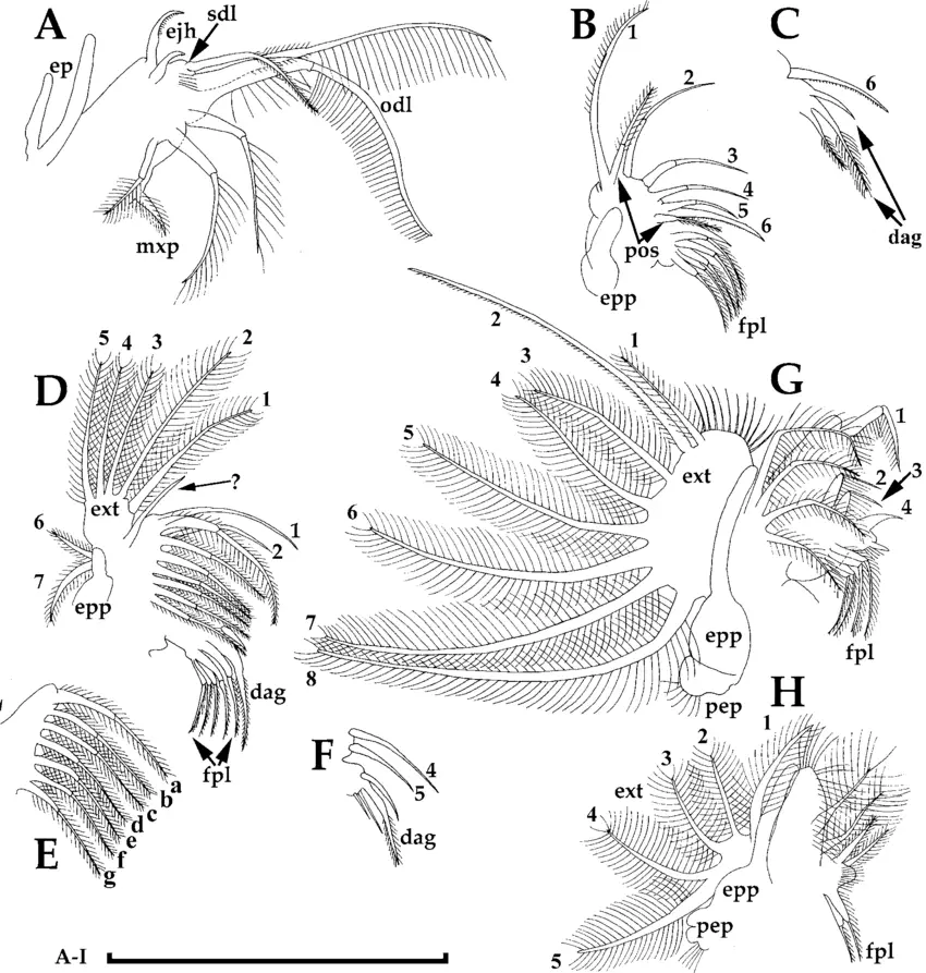 Bosminopsis-negrensis-thoracic-limbs-of-parthenogenetic-female-from-Rio-Negro-above.png