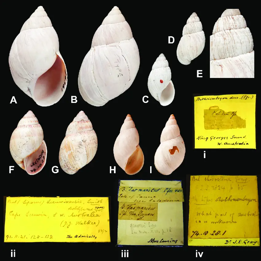 Bothriembryon-species-A-B-i-B-dux-Pfeiffer-1861-lectotype-NHM-1975598-H-485.png