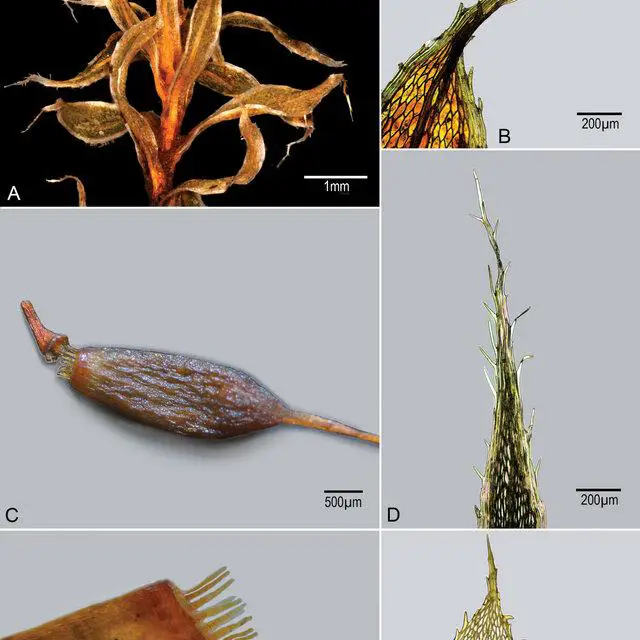 Brachymenium-ayangannensis-HRob-GKGolinski-A-Leafy-stem-showing-distorted-leaves-B_Q640.jpg