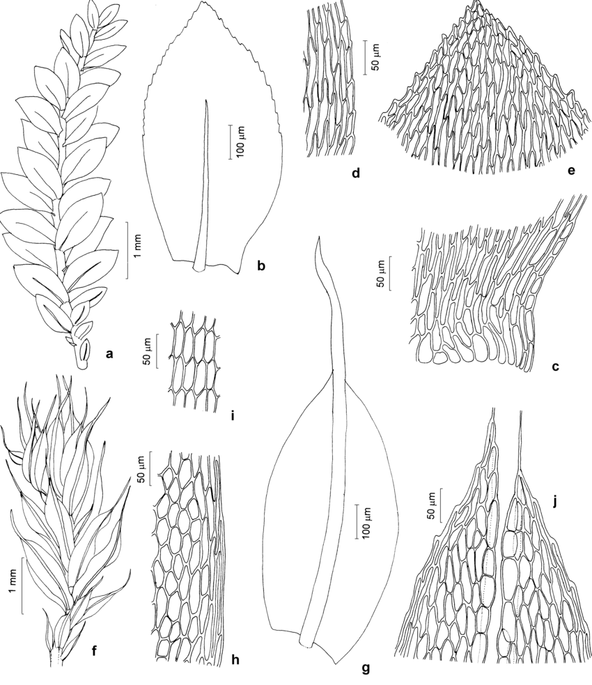 Brachytheciaceae-and-Bryaceae-a-e-Rhynchostegium-riparioides-Hedw-Cardot-a-Aspect.png