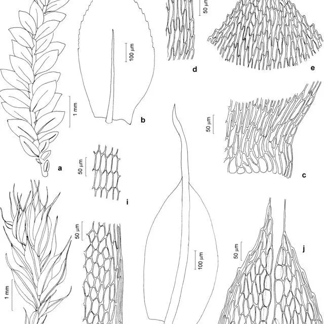 Brachytheciaceae-and-Bryaceae-a-e-Rhynchostegium-riparioides-Hedw-Cardot-a-Aspect_Q640.jpg