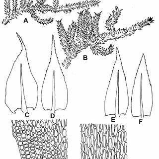 Brachythecium-acuminatum-Hedw-Aust-A-Dry-plant-6-B-Wet-plant-6-C-D_Q320.jpg