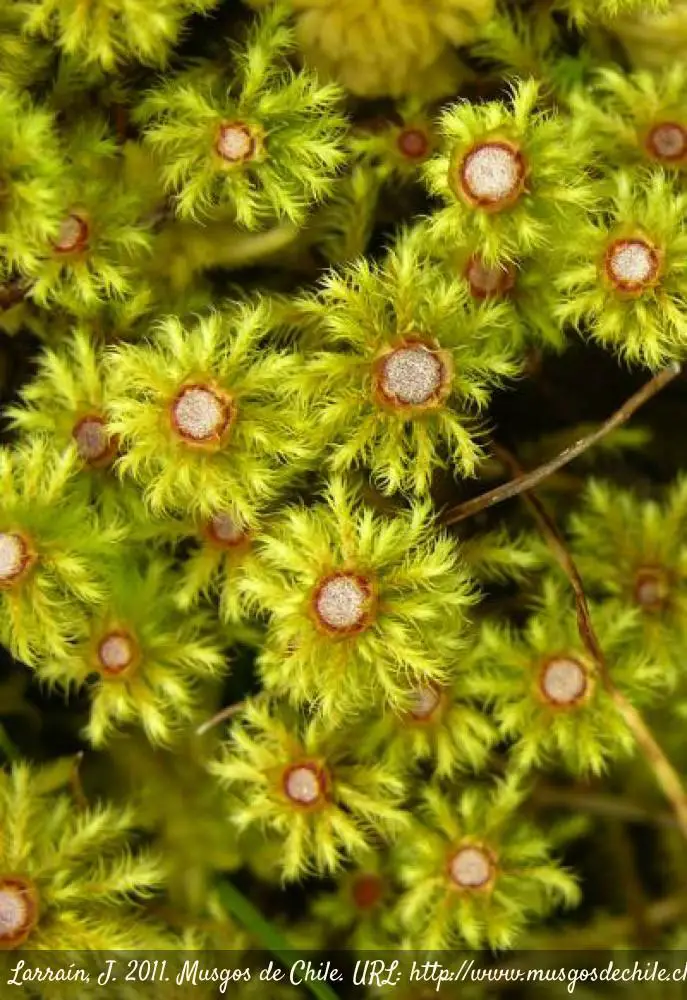 Breutelia-dumosa-de-Musgos-de-Chile.jpg