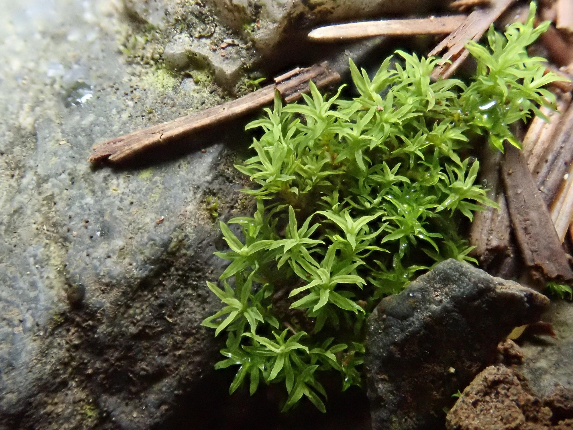 Bryoerythrophyllum-campylocarpum-Gwydir-Forest.jpg