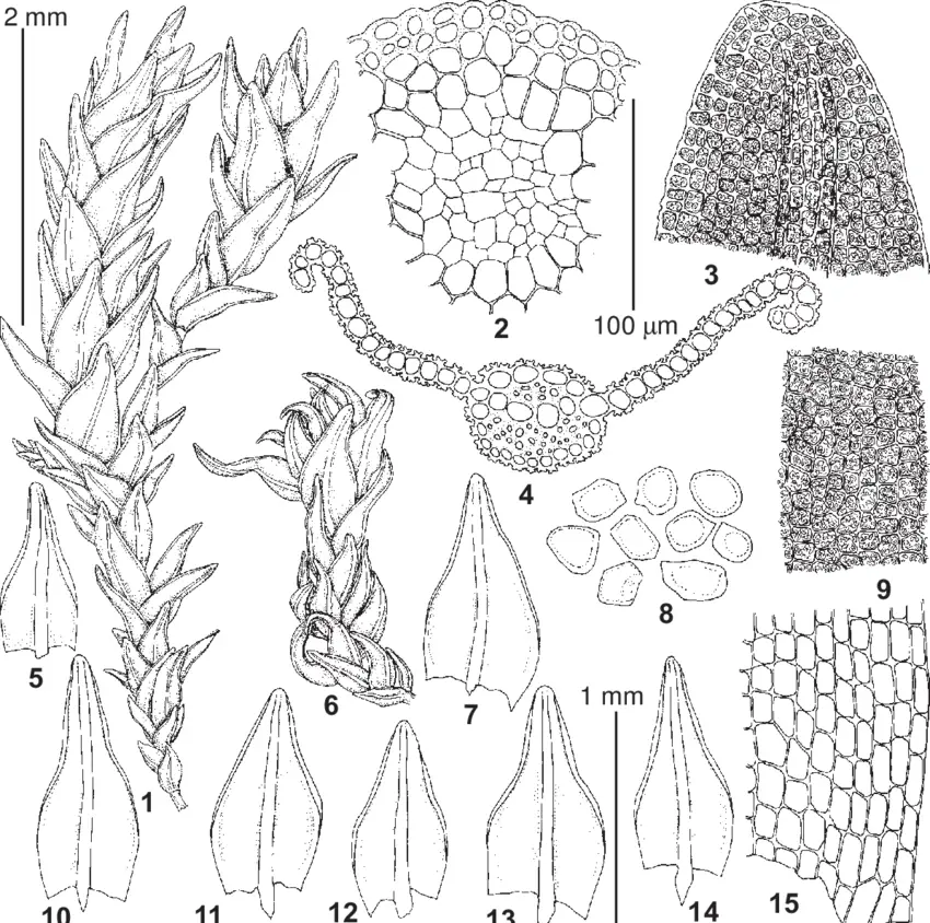 Bryoerythrophyllum-inaequalifolium-Taylor-RH-Zander-from-Altai-Mts-20IX1989.png