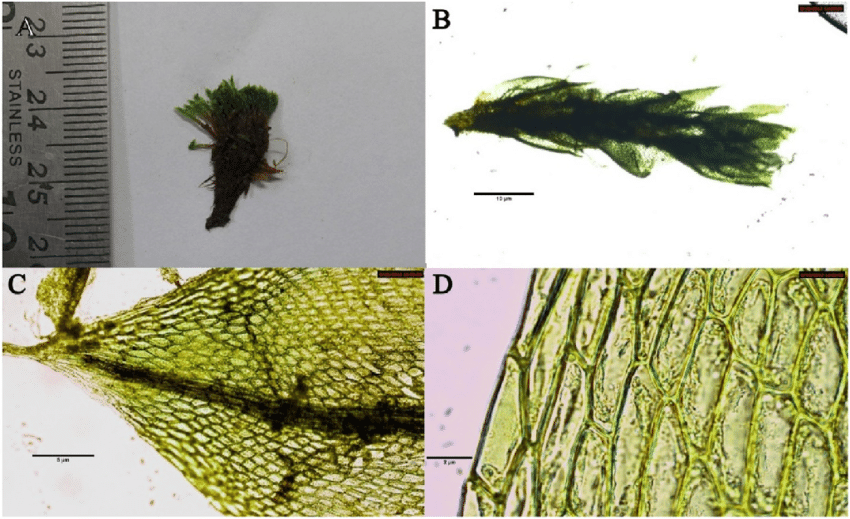 Bryoerythrophyllum-recurvirostrum-found-on-Larsemann-Hills-A-Shoots-of-gametophytes-B.png