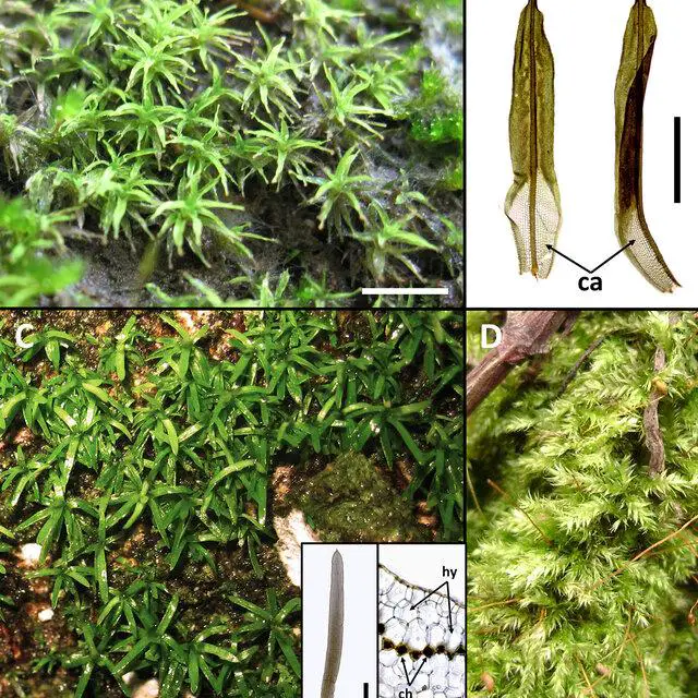 Bryophyta-A-B-Calymperaceae-Calymperes-afzelii-A-Habit-B-Leaf-with-cancellina-at_Q640.jpg