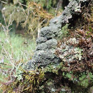Bryophyte-and-Lichen-growth-on-the-lower-trunk-and-branches-of-ramarama-Lophomyrtus_Q320.jpg