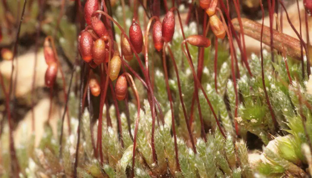 Bryum-Argenteum-Silver-Moss-Sidewalk-Moss-Crack-Moss-Asphalt-Moss-5-1024x583.jpg