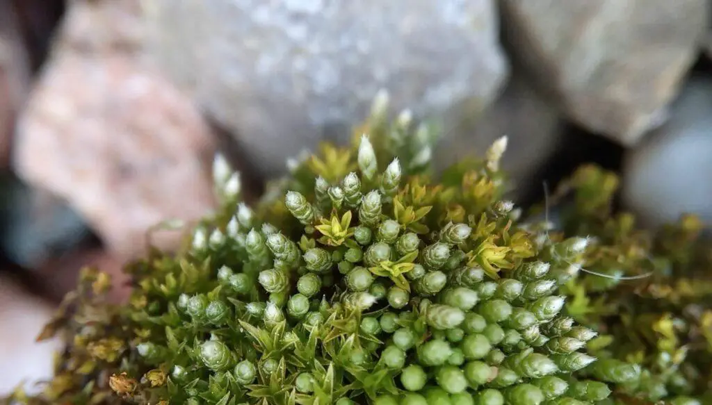 Bryum-Argenteum-Silver-Moss-Sidewalk-Moss-Crack-Moss-Asphalt-Moss-6-1024x583.jpg