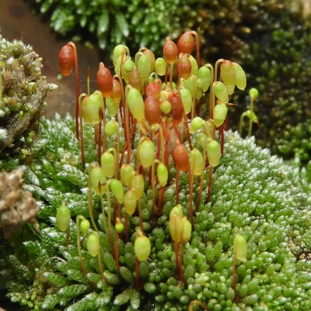 Bryum-argenteum.jpg