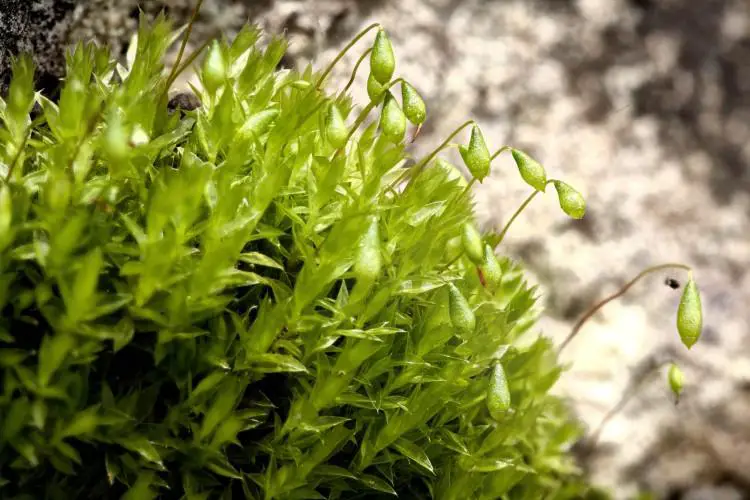 Bryum-caespiticium-4-750x500.jpg