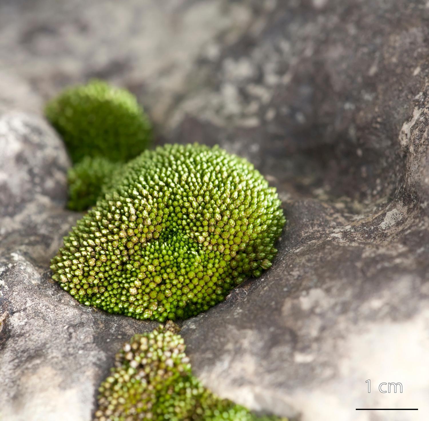 Bryum-gemmiparum-moss.jpg