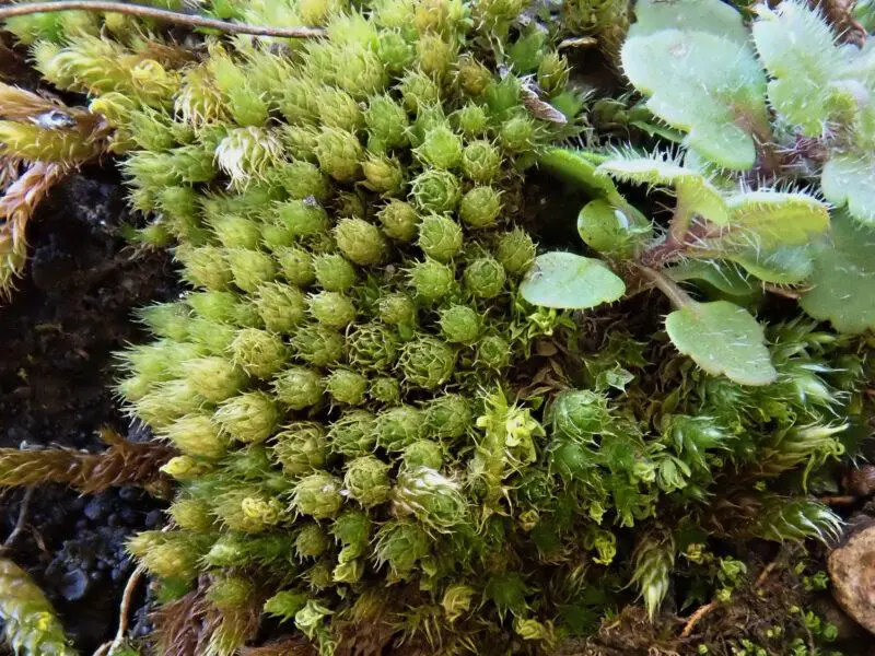 Bryum-kunzei-0320-800x600.jpg