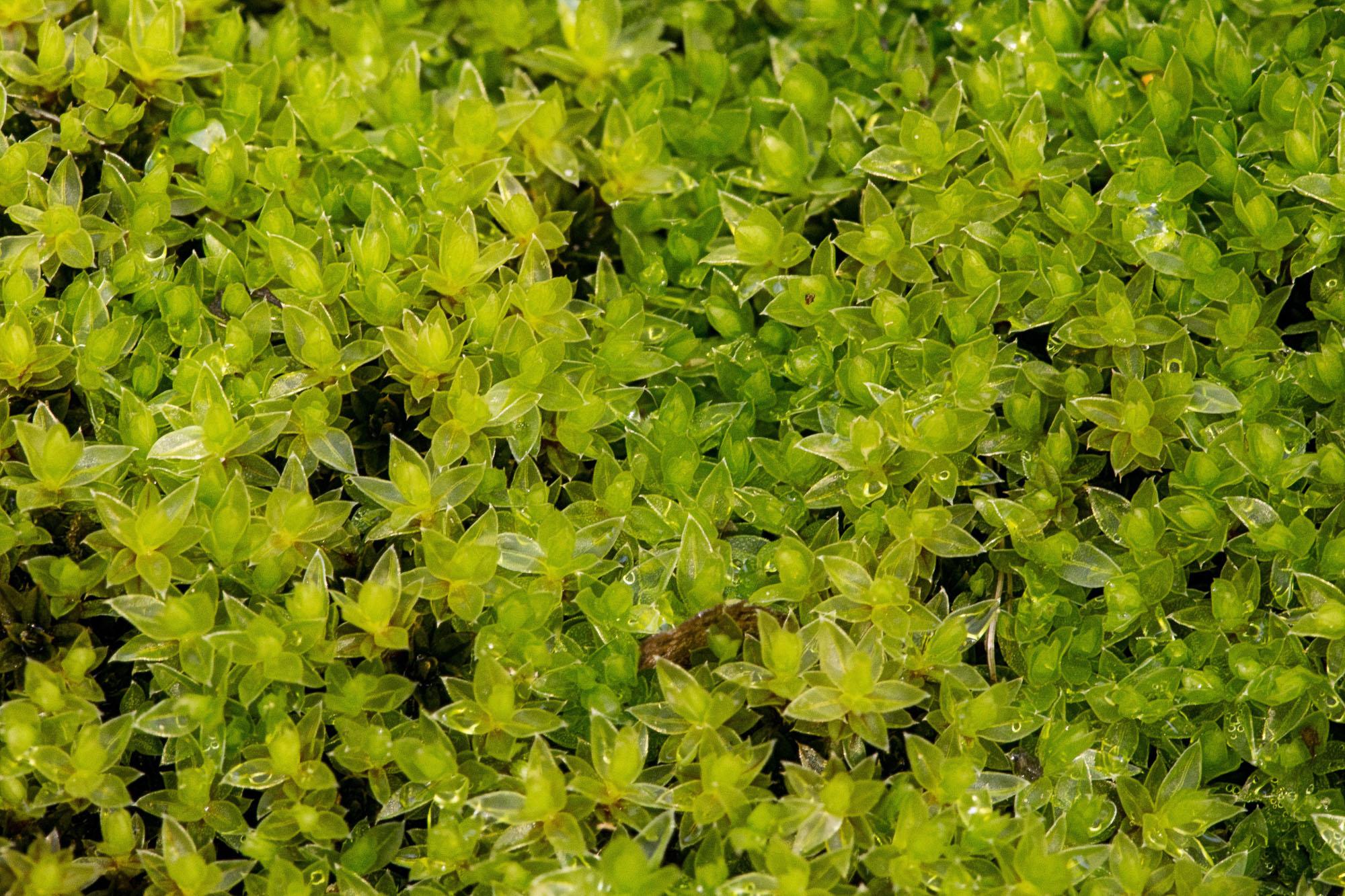 Bryum-pseudotriquetrum-31.jpg