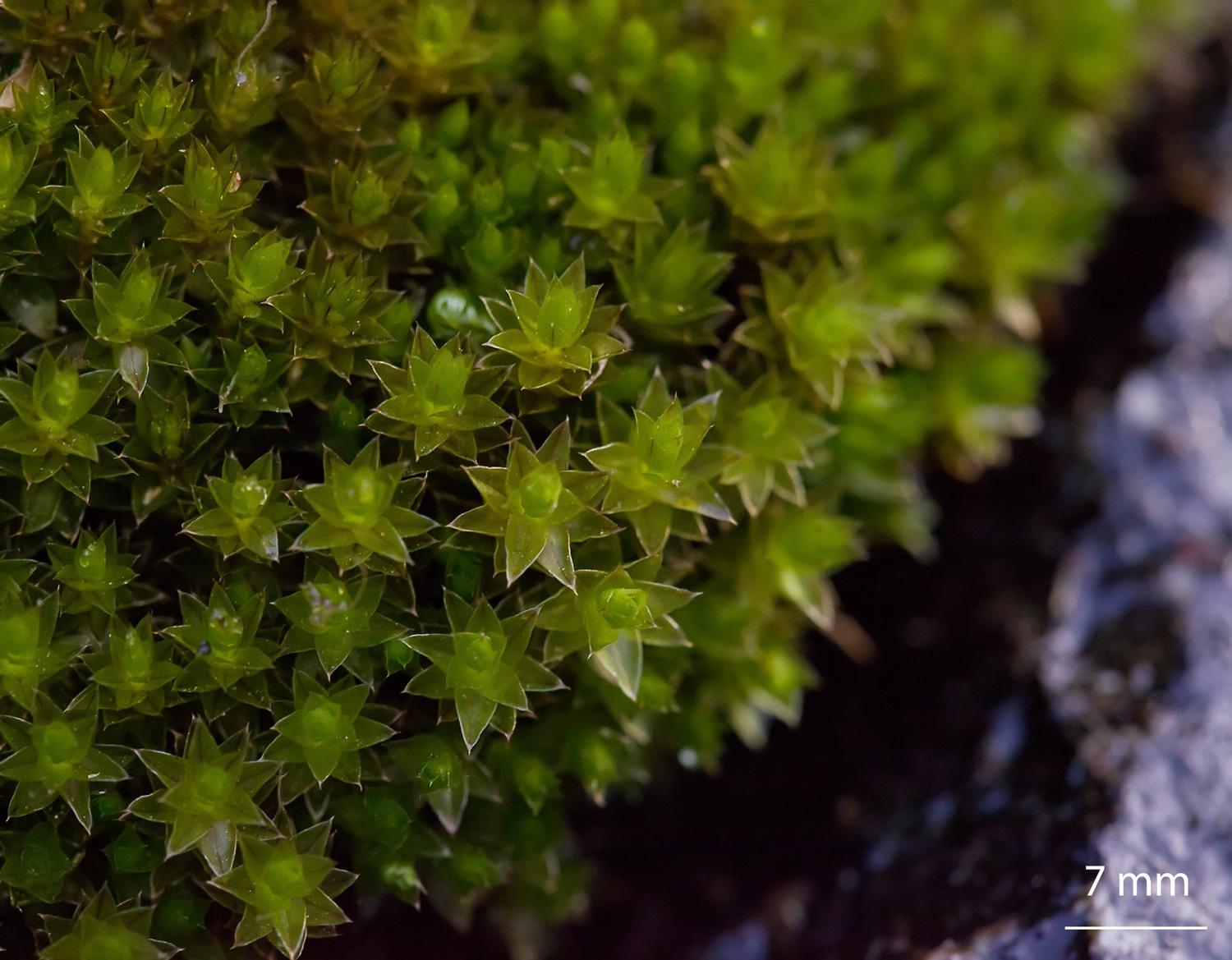 Bryum-pseudotriquetrum-moss.jpg