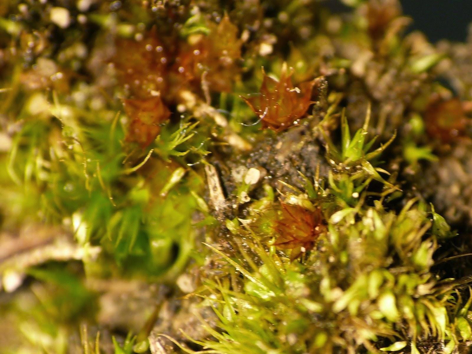 Bryum%2BQ%2B22.5.15%2BMynydd%2By%2BGaer%2BP1040132.JPG