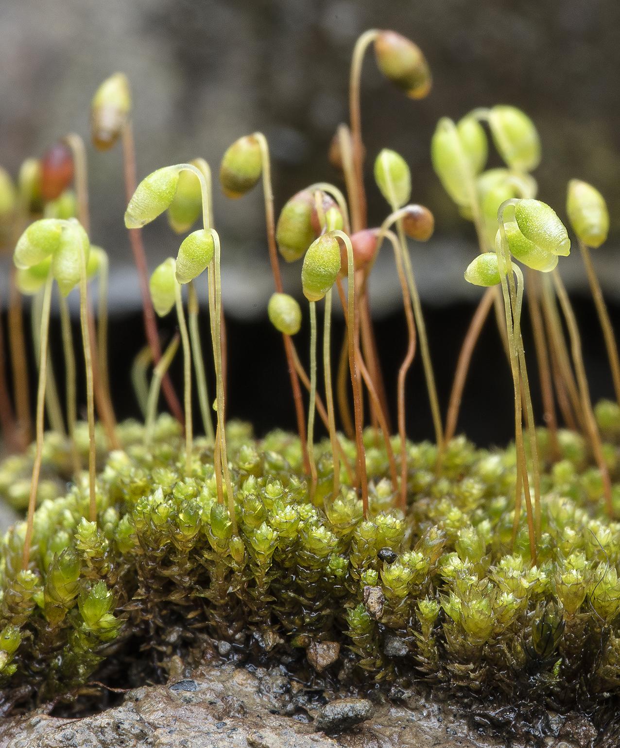 Bryum%2Bdichotomum%2Blowres.jpg