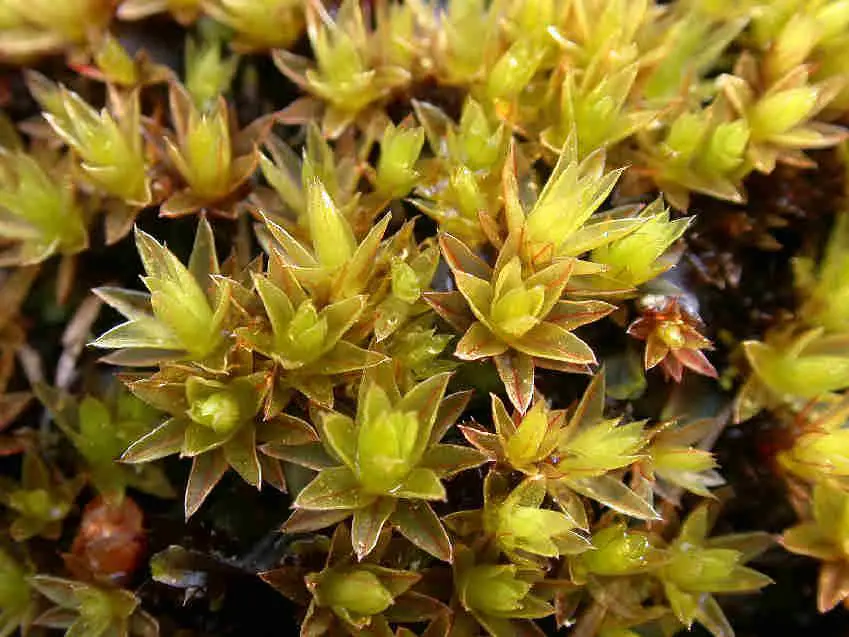 Bryum_pseudotriquetrum_070C.JPG