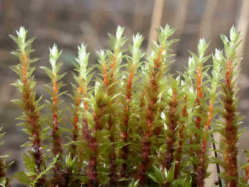 Bryum_pseudotriquetrum_154.JPG