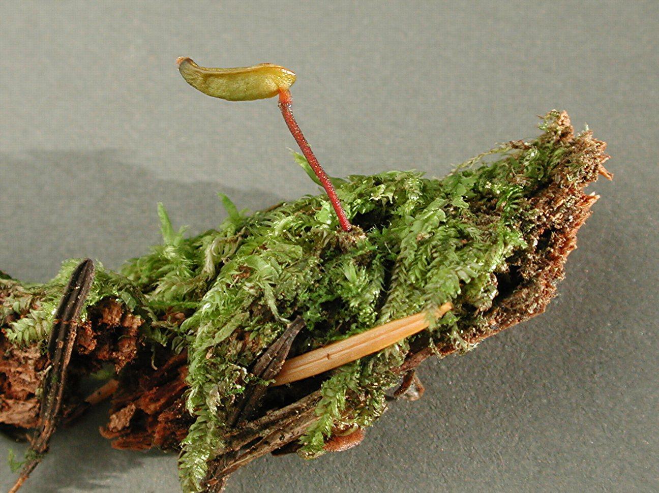 Buxbaumia-piperi-and-moss.jpg