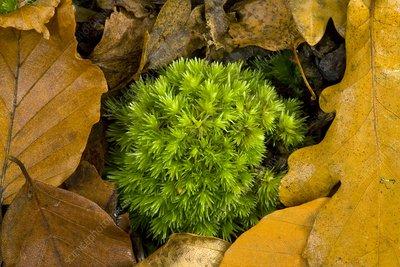 C0026410-White_Fork-moss_Leucobryum_glaucum_.jpg