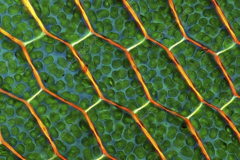 C0153387-Moss_cells,_light_micrograph.jpg