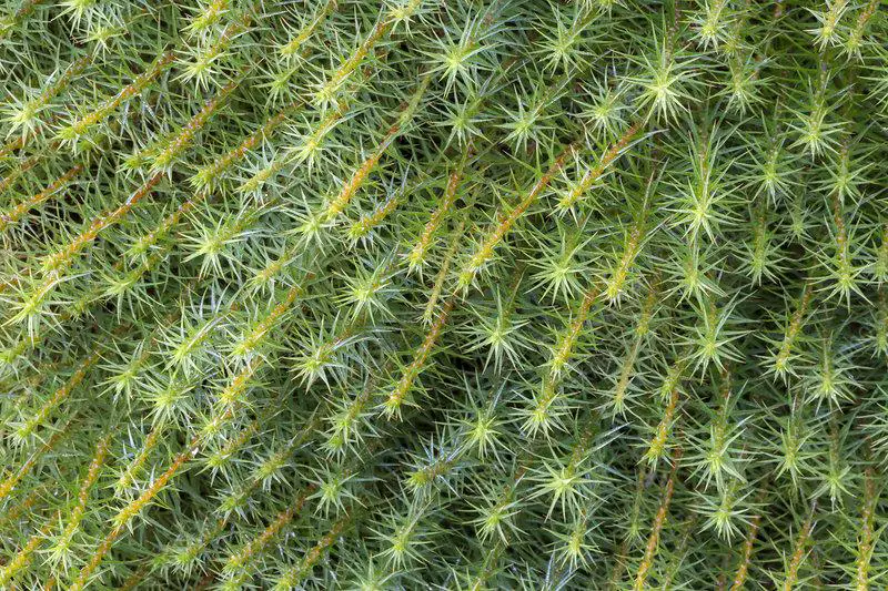 C0412794-Polytrichum_moss_Polytrichum_sp_growing_in_bogland.jpg