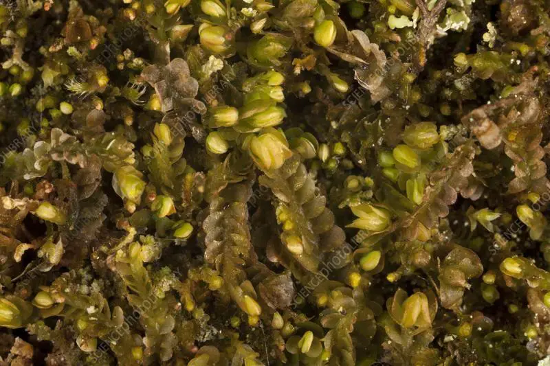 C0571230-Porella_sp_liverwort.jpg