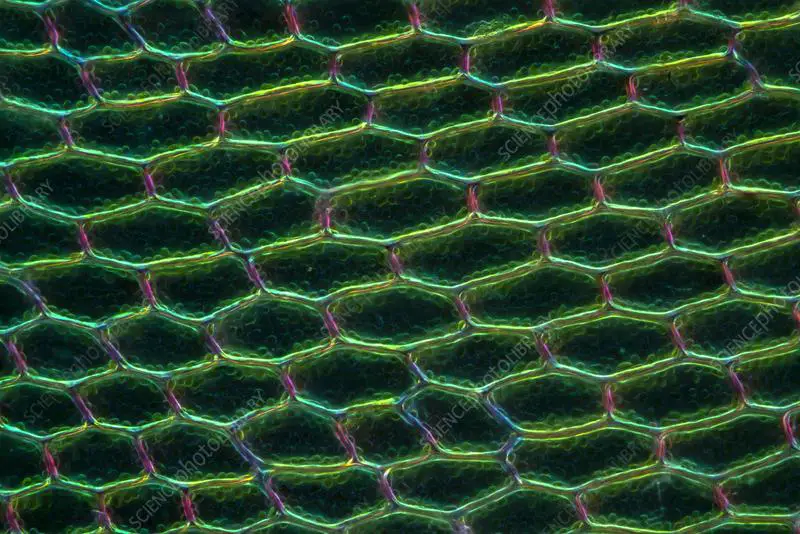 C0576587-Moss_Cinclidium_stygium_,_light_micrograph.jpg