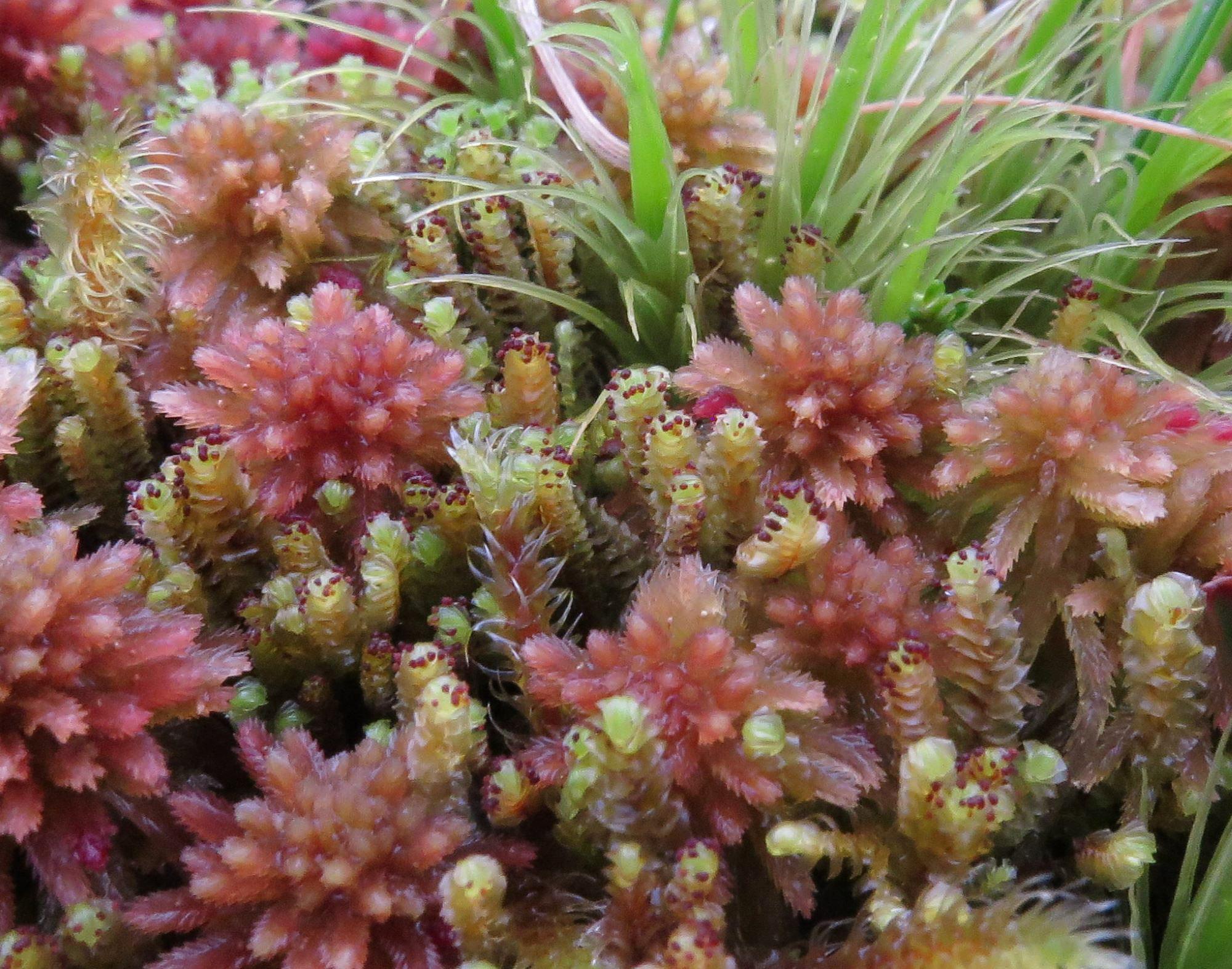 CU-18-Anastrepta-orcadensis-growing-through-a-mix-of-mosses.jpg
