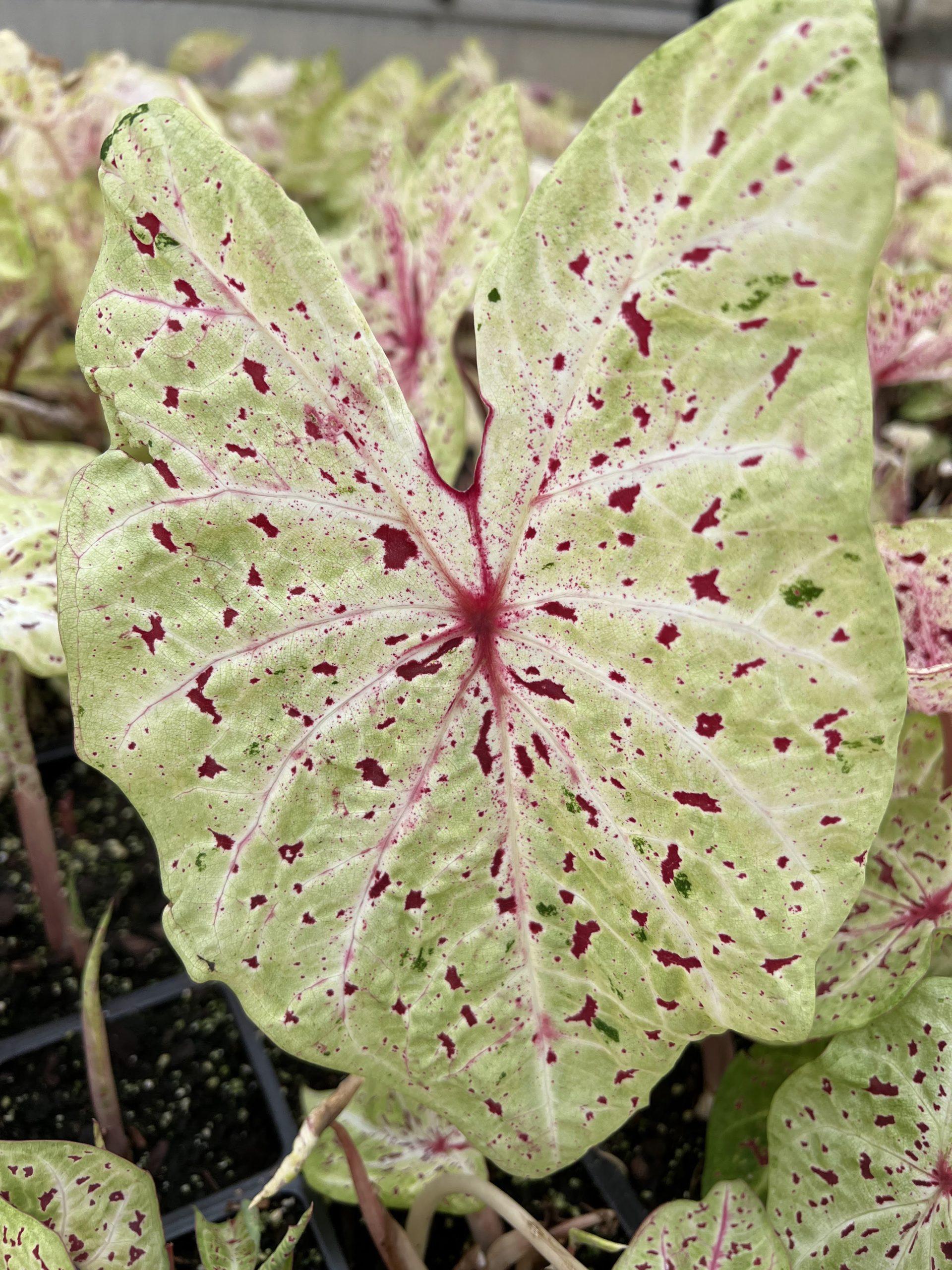 Caladium-Miss-Muffet-scaled.jpg