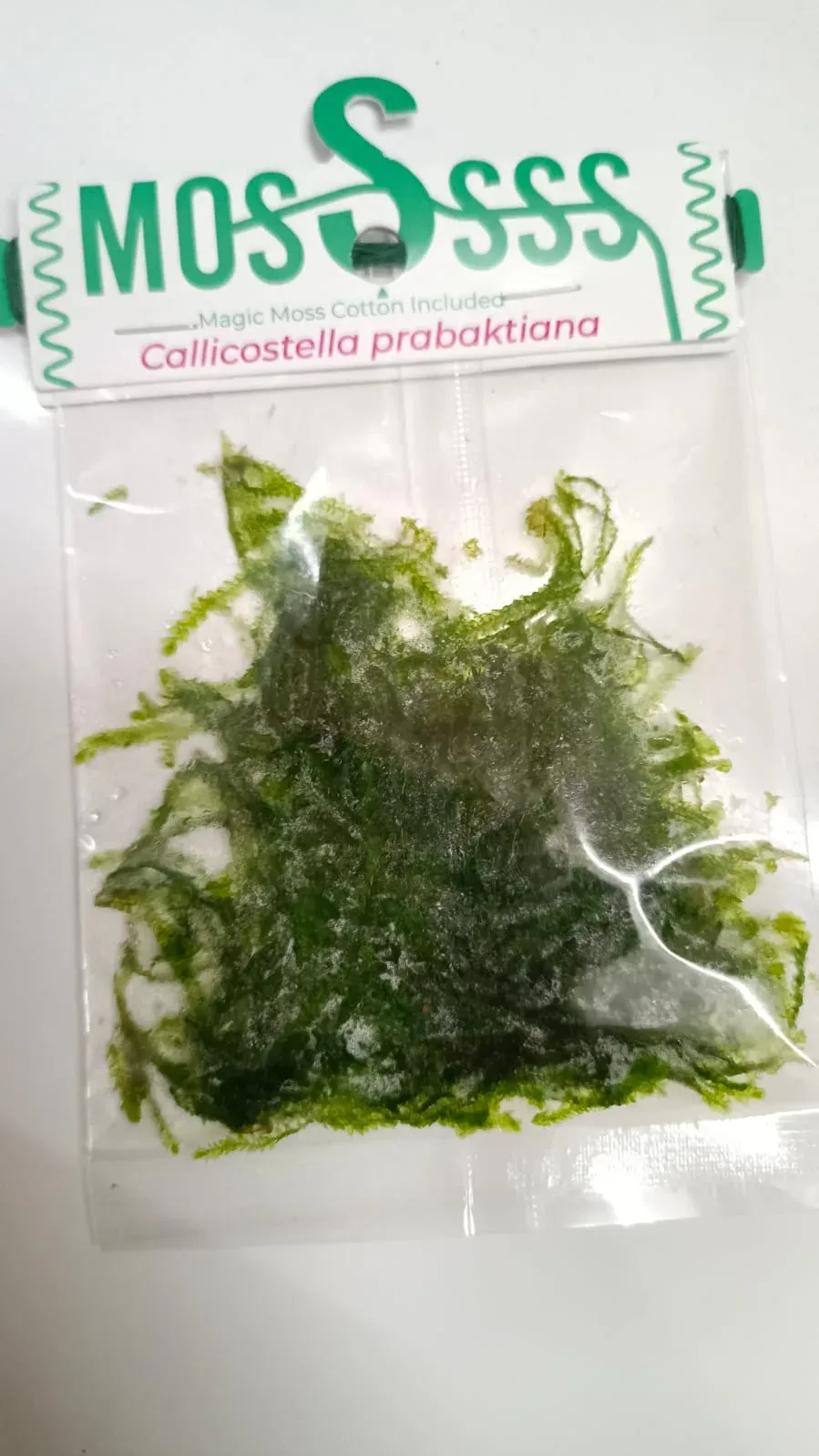 Callicostella-Prabaktiana-Moss-1.jpeg