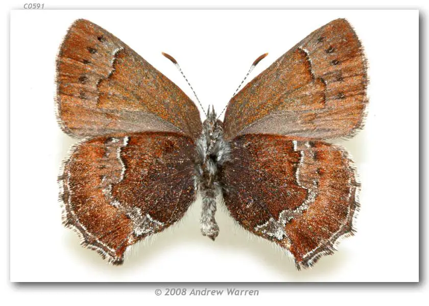 Callophrys_m_mossii_F_WA_Skamania_Co_ENE_Stevenson_24-IV-06_3.jpg