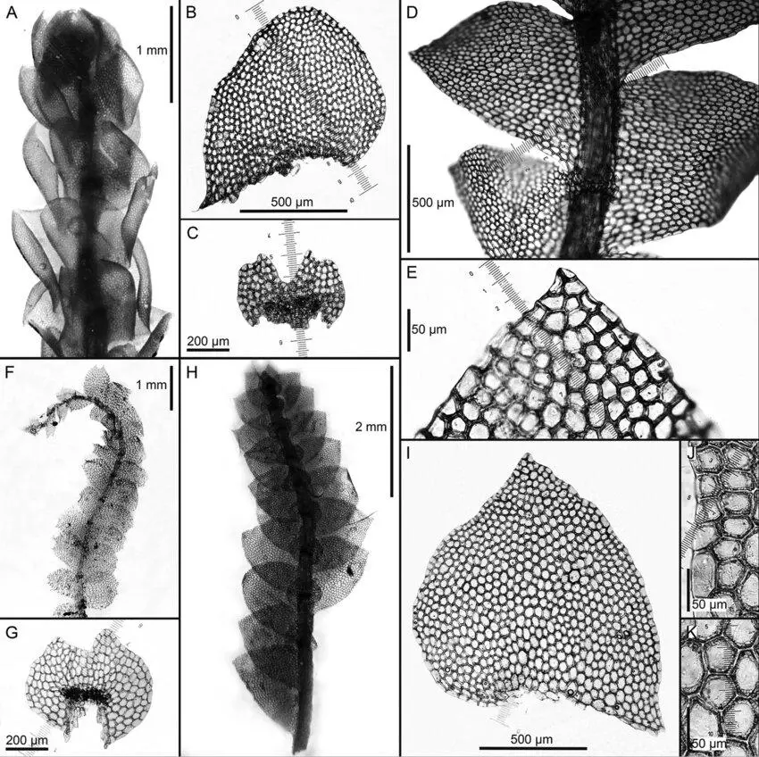Calypogeia-aeruginosa-Mitt-A-plant-habit-fragment-ventral-view-Calypogeia-angusta.png