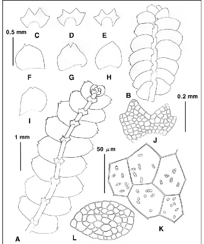 Calypogeia-angusta-Steph-A-plant-ventral-B-plant-dorsal-C-D-J-underleaves.png