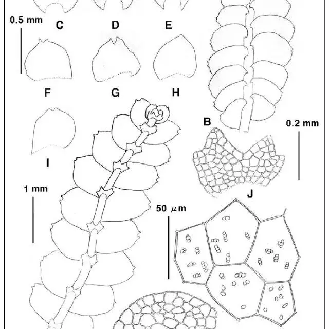 Calypogeia-angusta-Steph-A-plant-ventral-B-plant-dorsal-C-D-J-underleaves_Q640.jpg